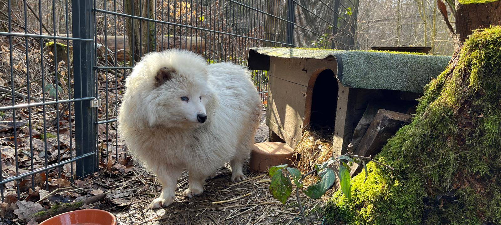 Zum Nachhören: Geretteter Marderhund im Wildwald Vosswinkel