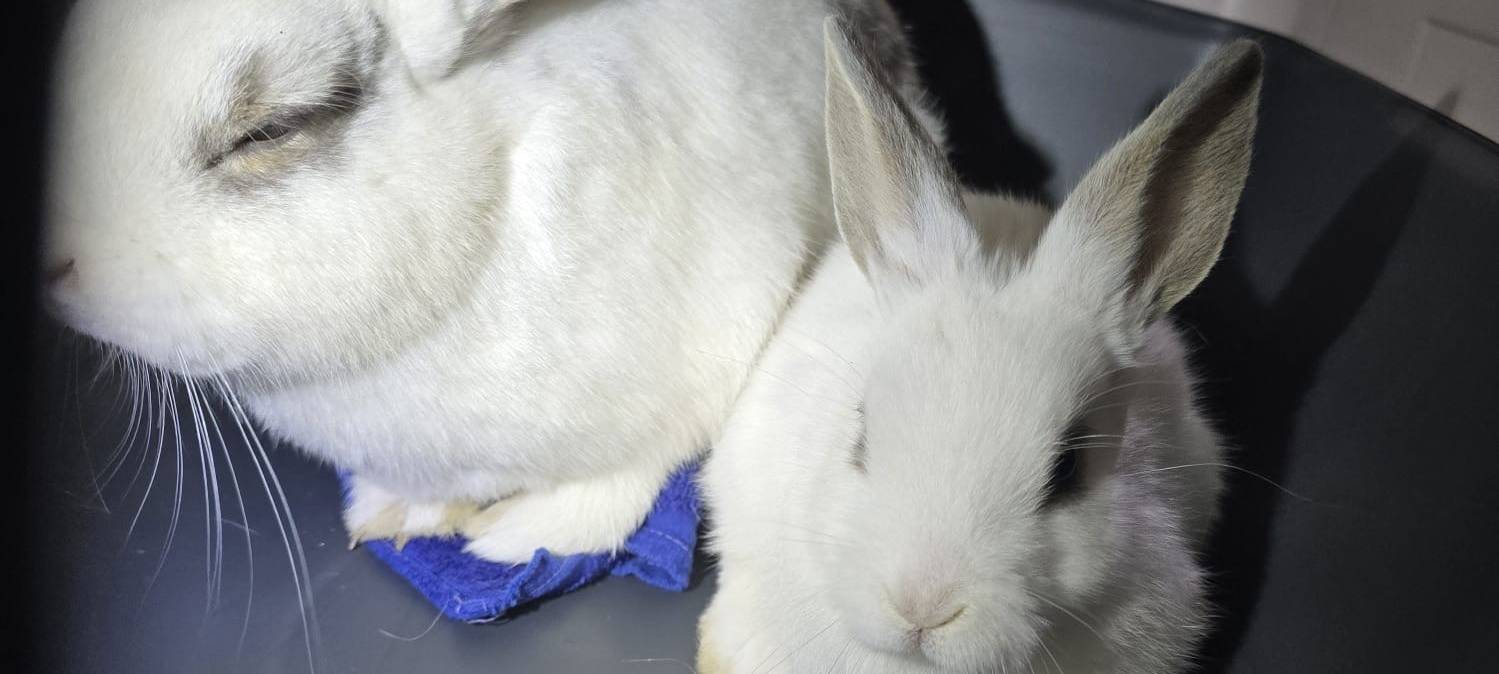 Tiernothilfe Marsberg rettet erneut Kaninchen