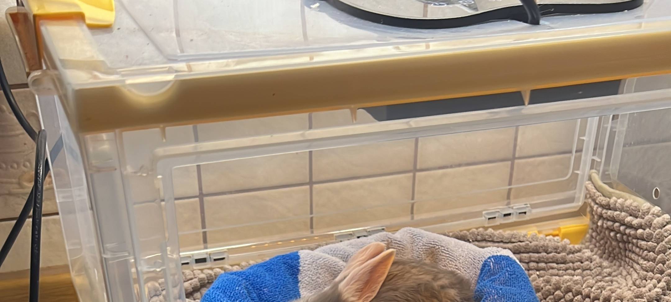 Tiernothilfe Marsberg rettet erneut Kaninchen