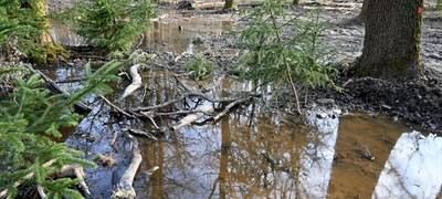 Schwammwald-Projekt im Arnsberger Wald