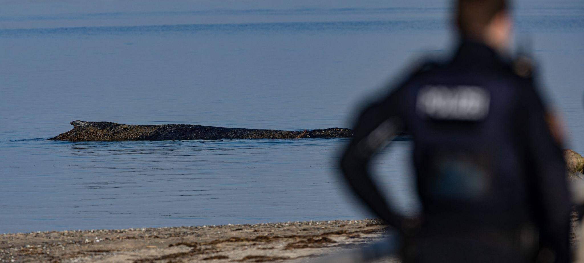 Wal an der Ostseeküste gestrandet – Rettung läuft