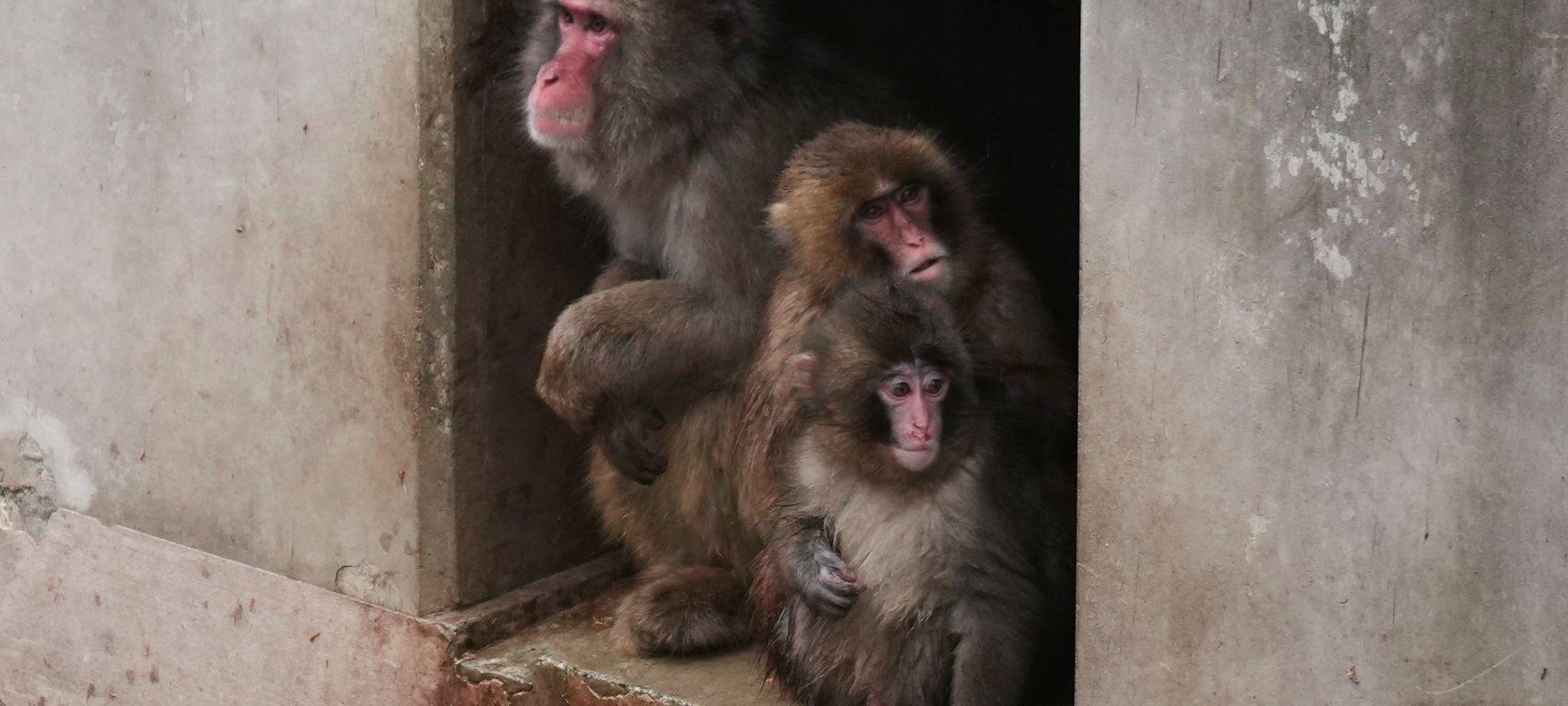 Affenbaby Punch in Japan