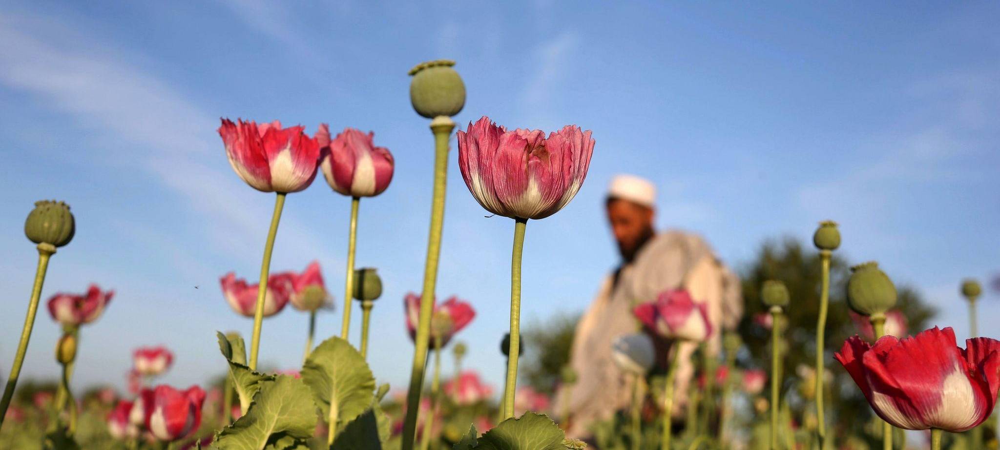 Mohnfeld in Afghanistan