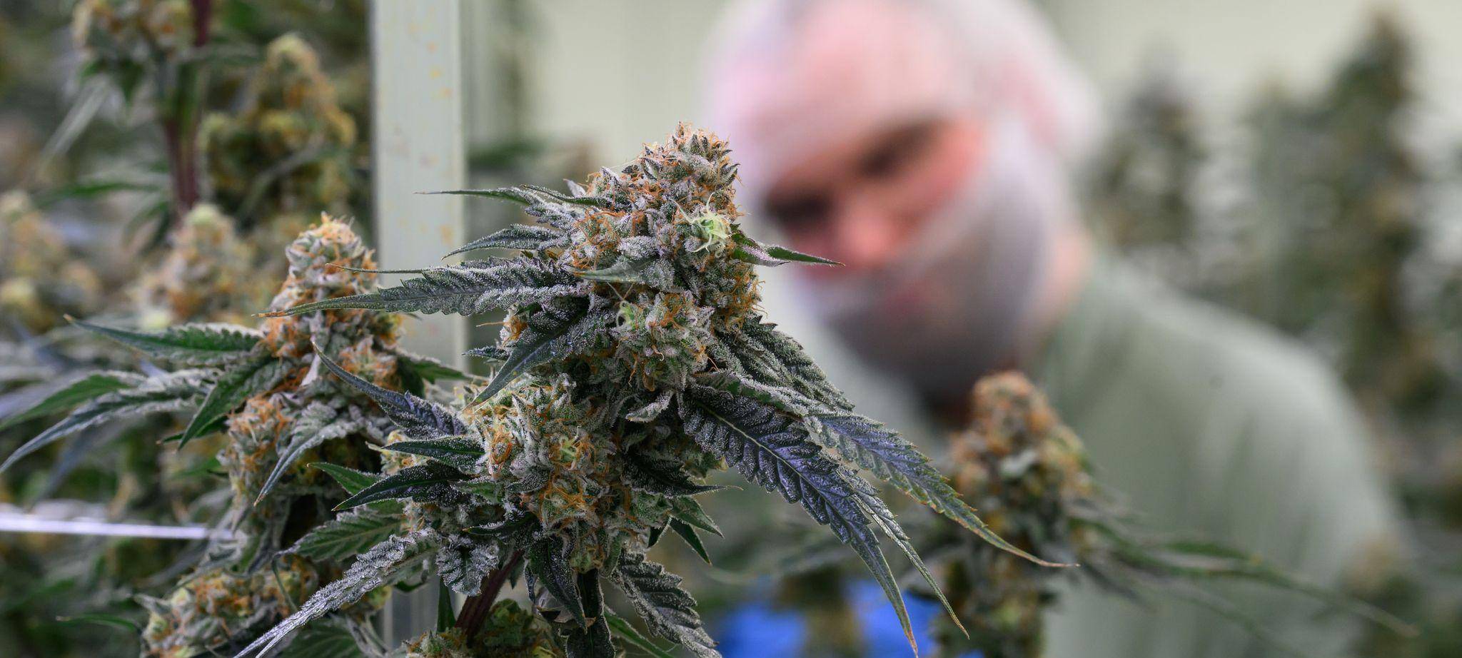 Produktion von medizinischem Cannabis