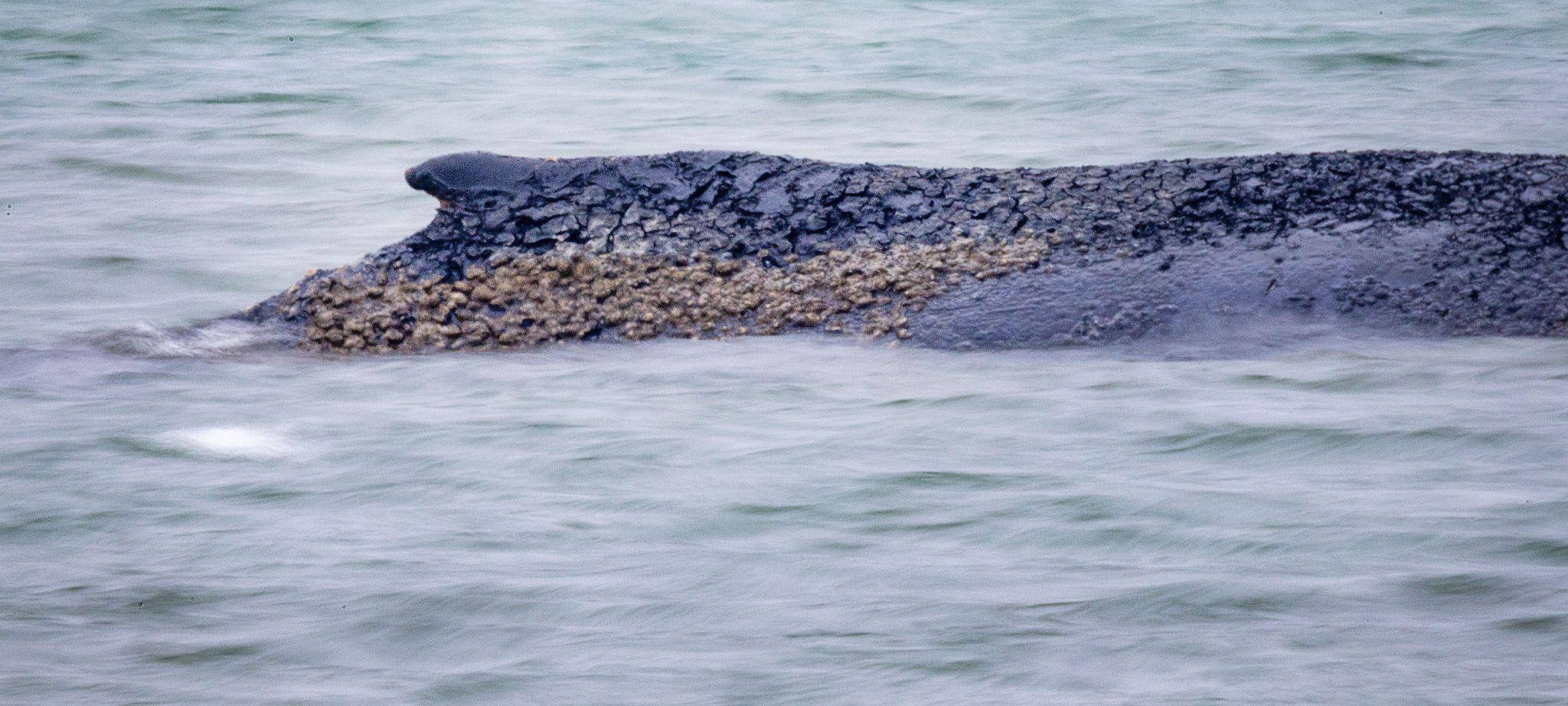 Wal an der Ostseeküste gestrandet