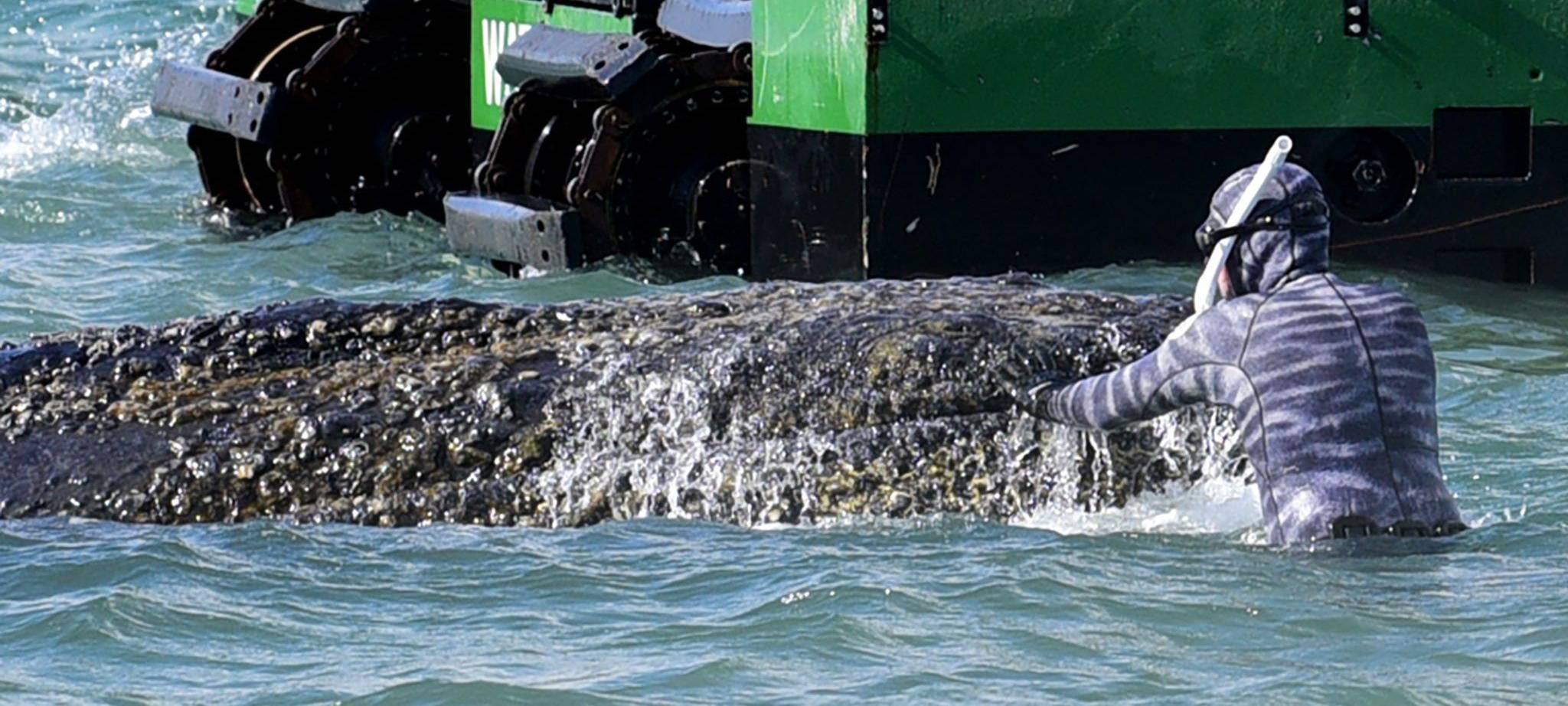 Wal an der Ostseeküste gestrandet