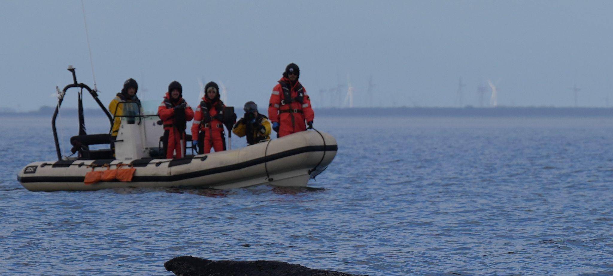Wal an der Ostseeküste wieder frei
