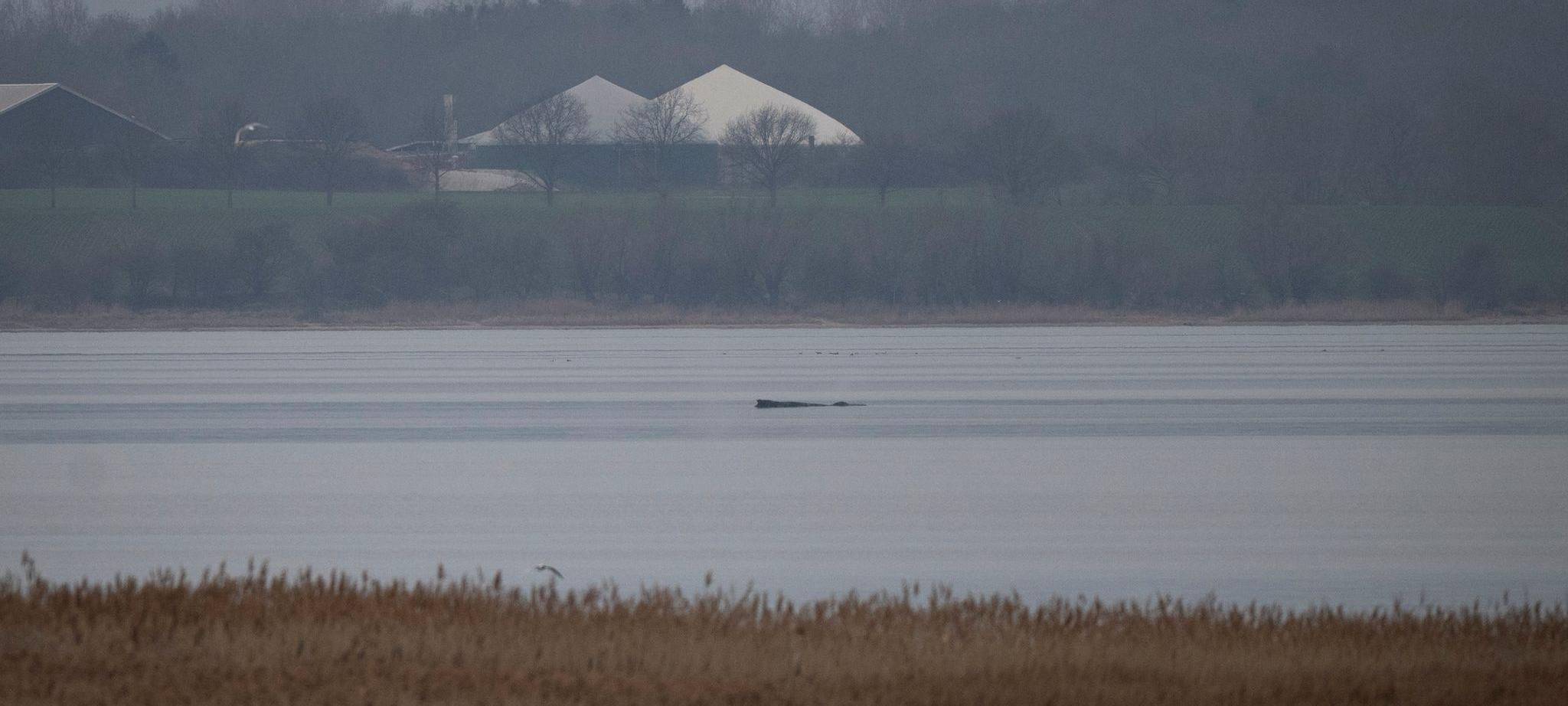 Wal erneut gestrandet