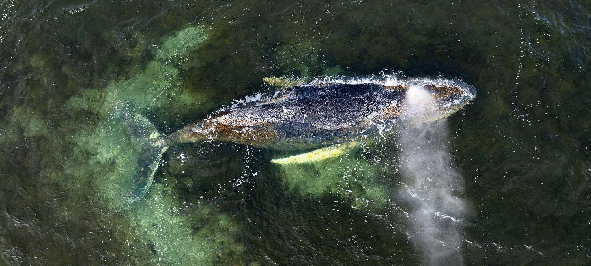 Buckelwal liegt weiter in Wismarbucht