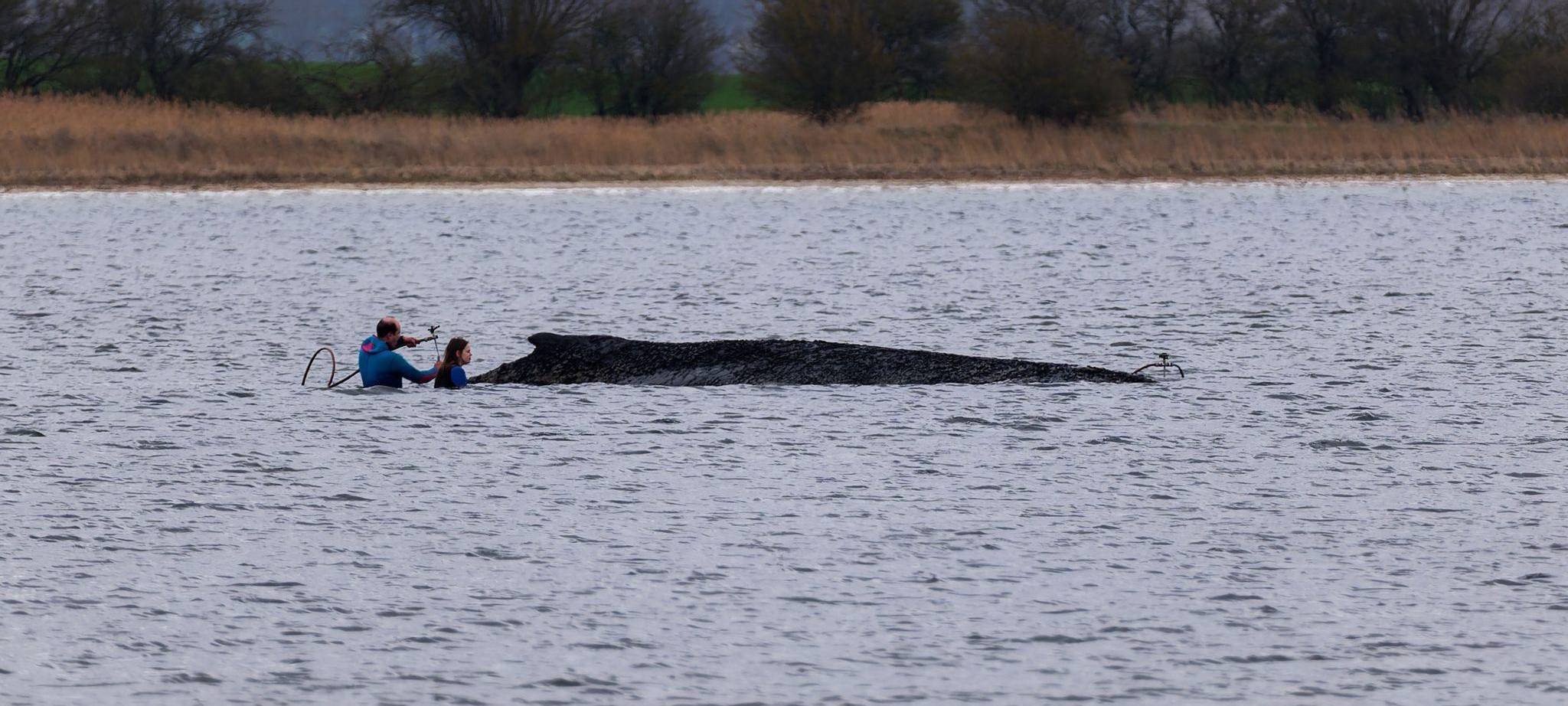Buckelwal liegt weiter in Wismarbucht