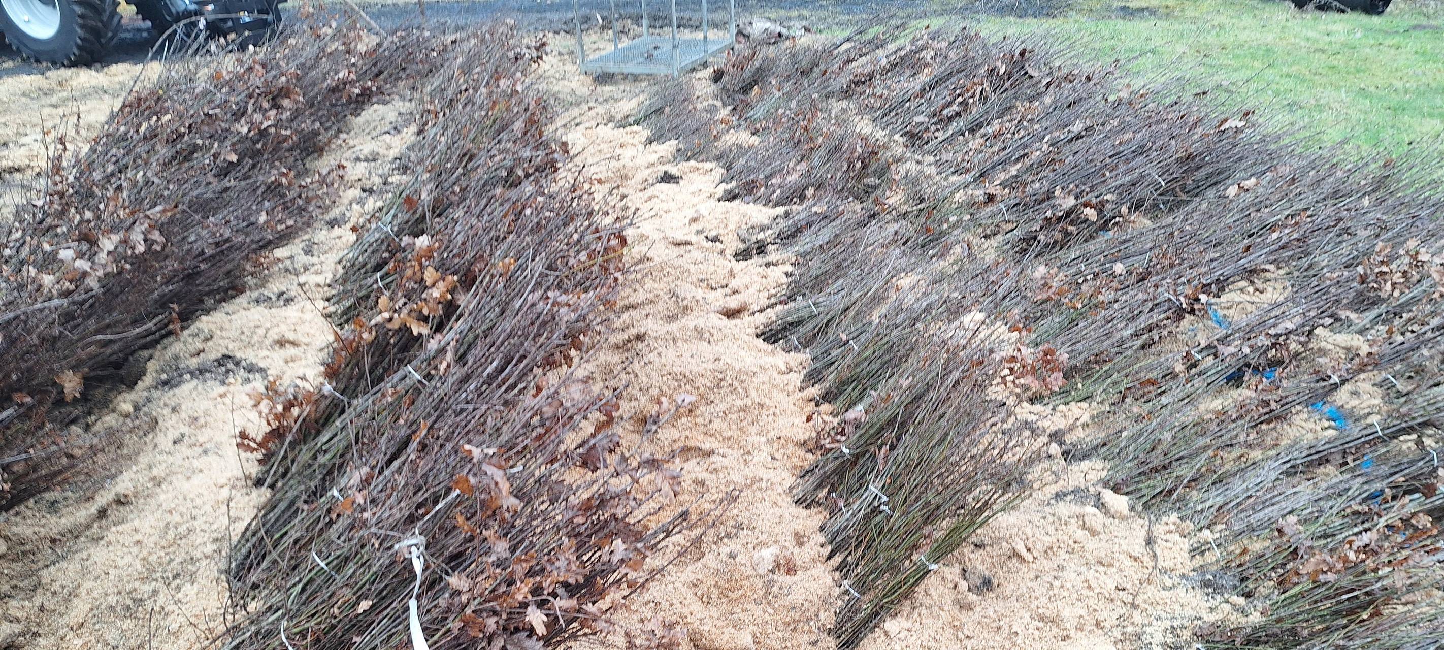 Ruhrverband pflanzt Eichen aus eigenem Saatgut