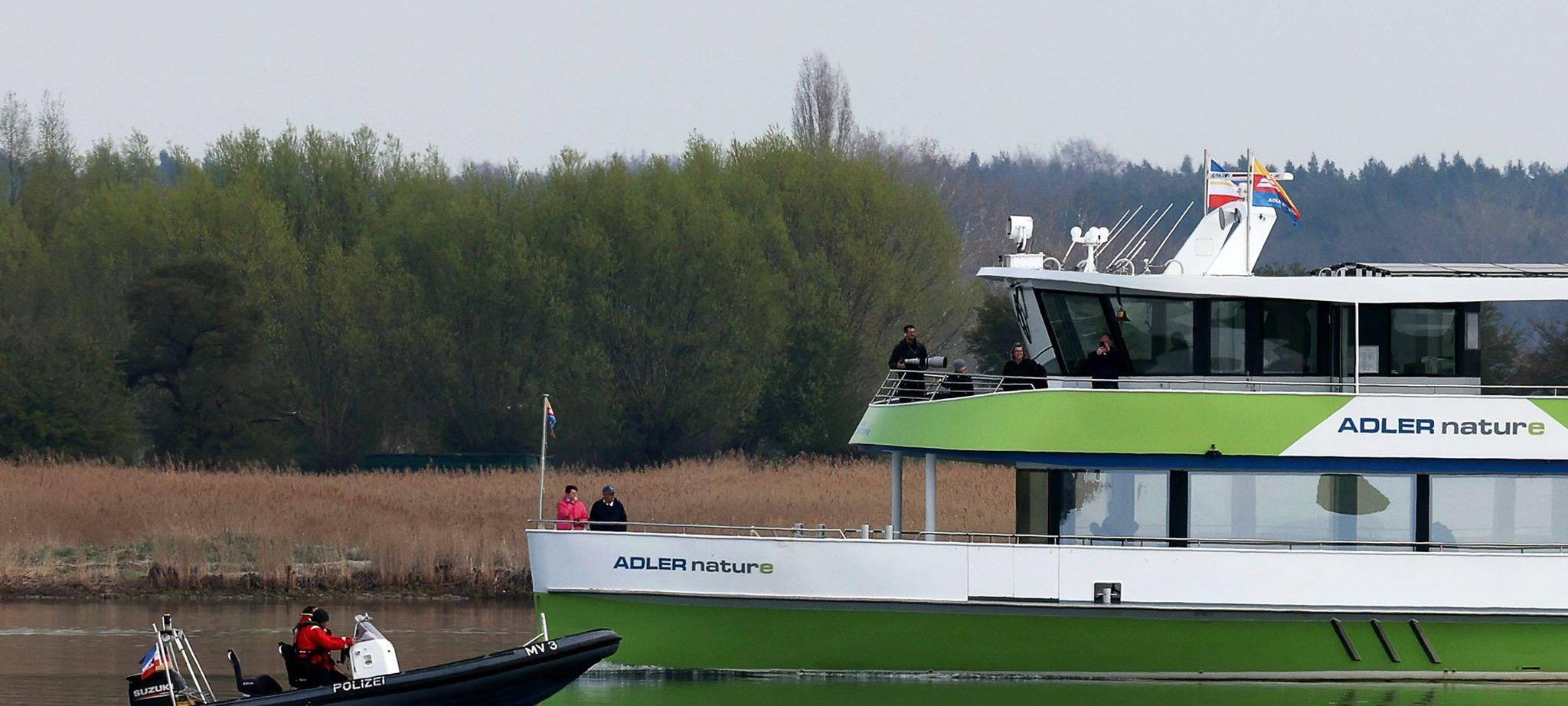 Buckelwal liegt in Wismarer Bucht