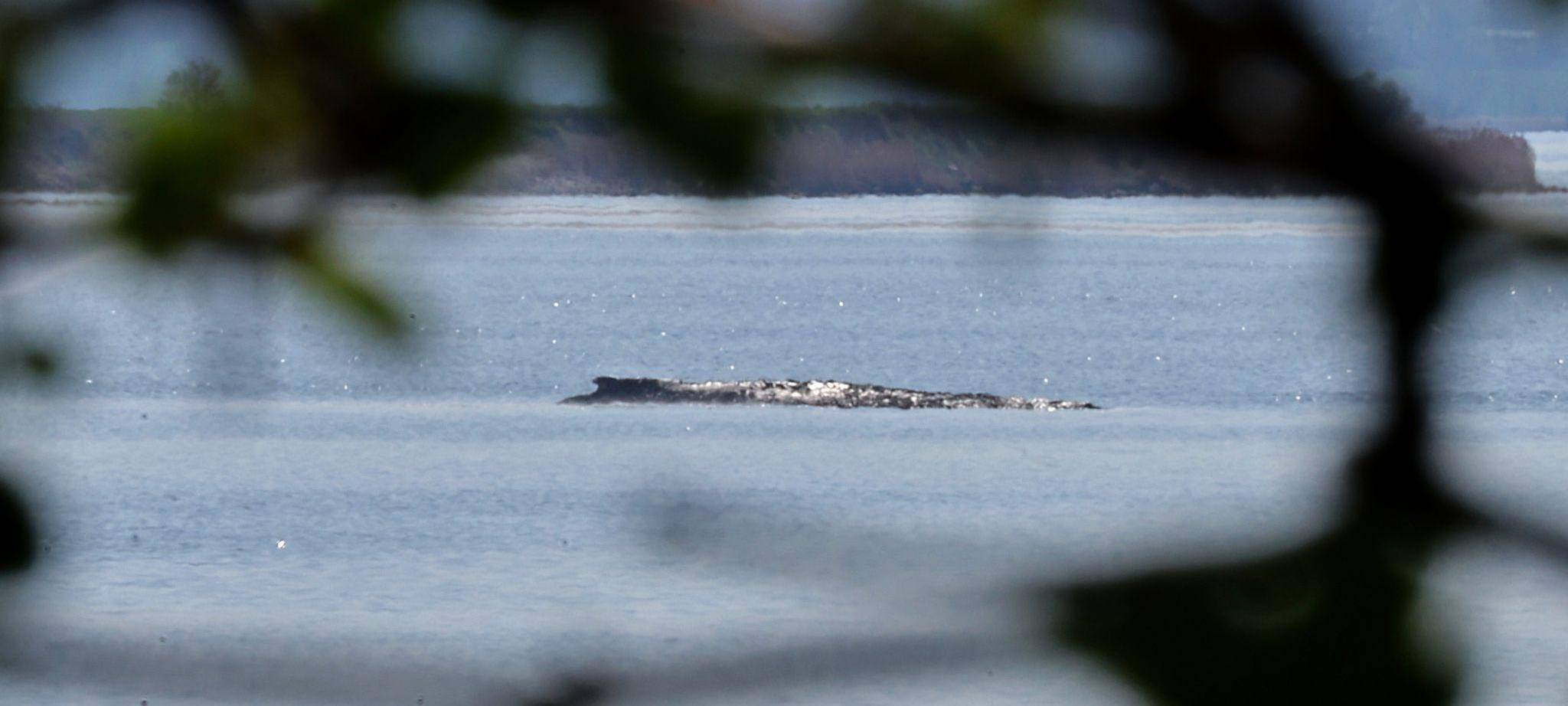 Buckelwal liegt in Wismarer Bucht