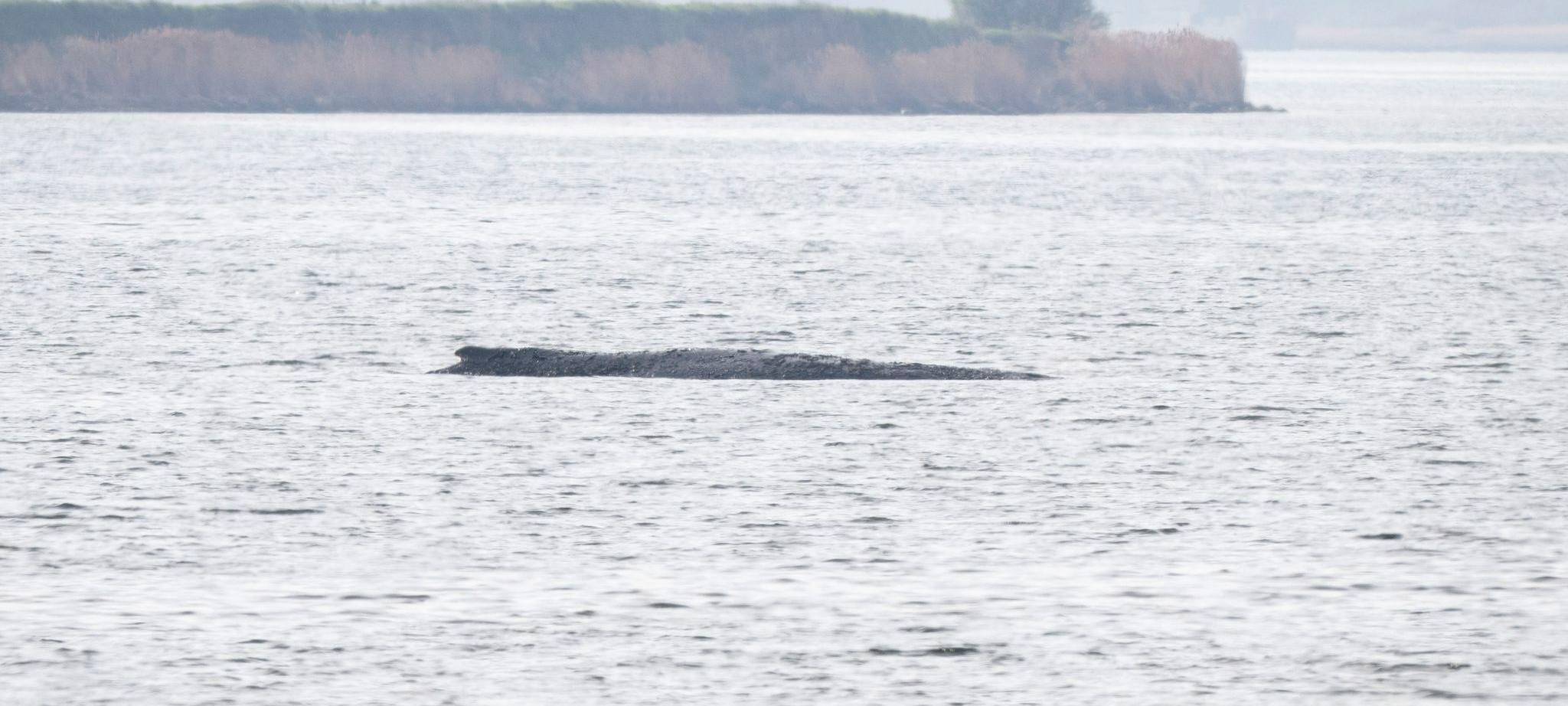 Rettungsaktion für den Buckelwal