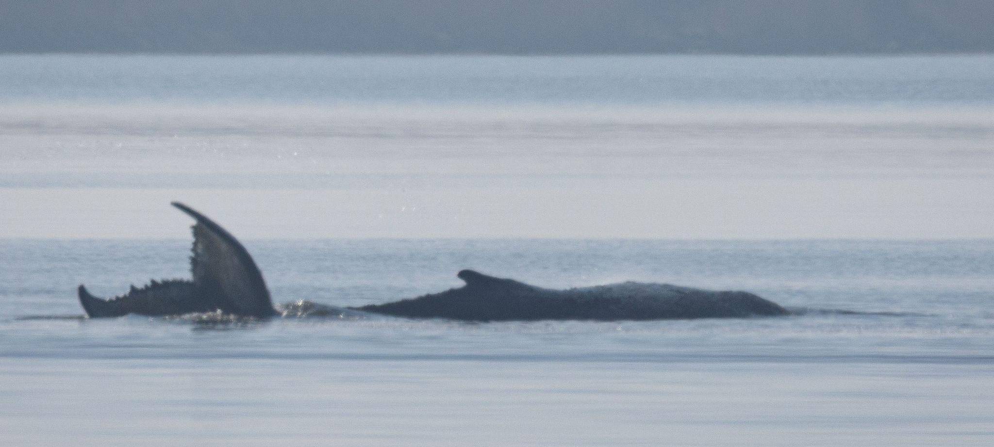 Rettungsaktion für den Buckelwal
