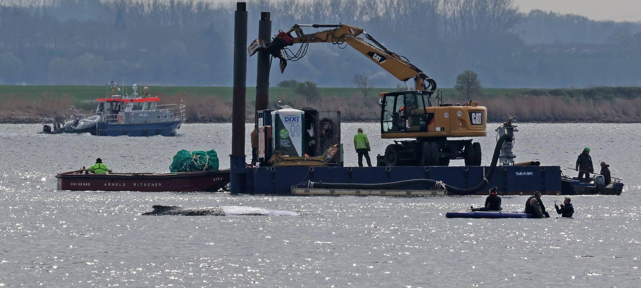 Rettungsaktion für den Buckelwal
