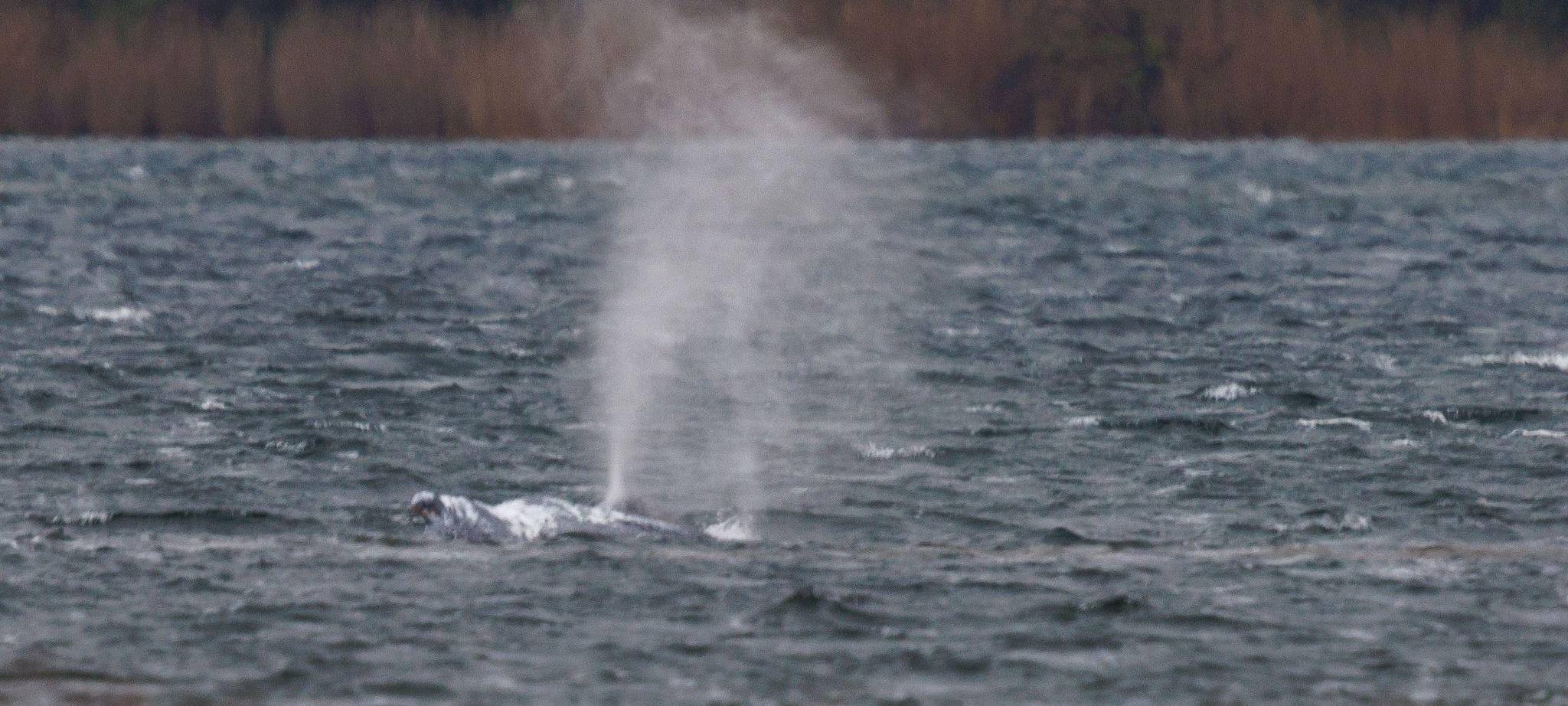 Gestrandeter Buckelwal ist geschwommen
