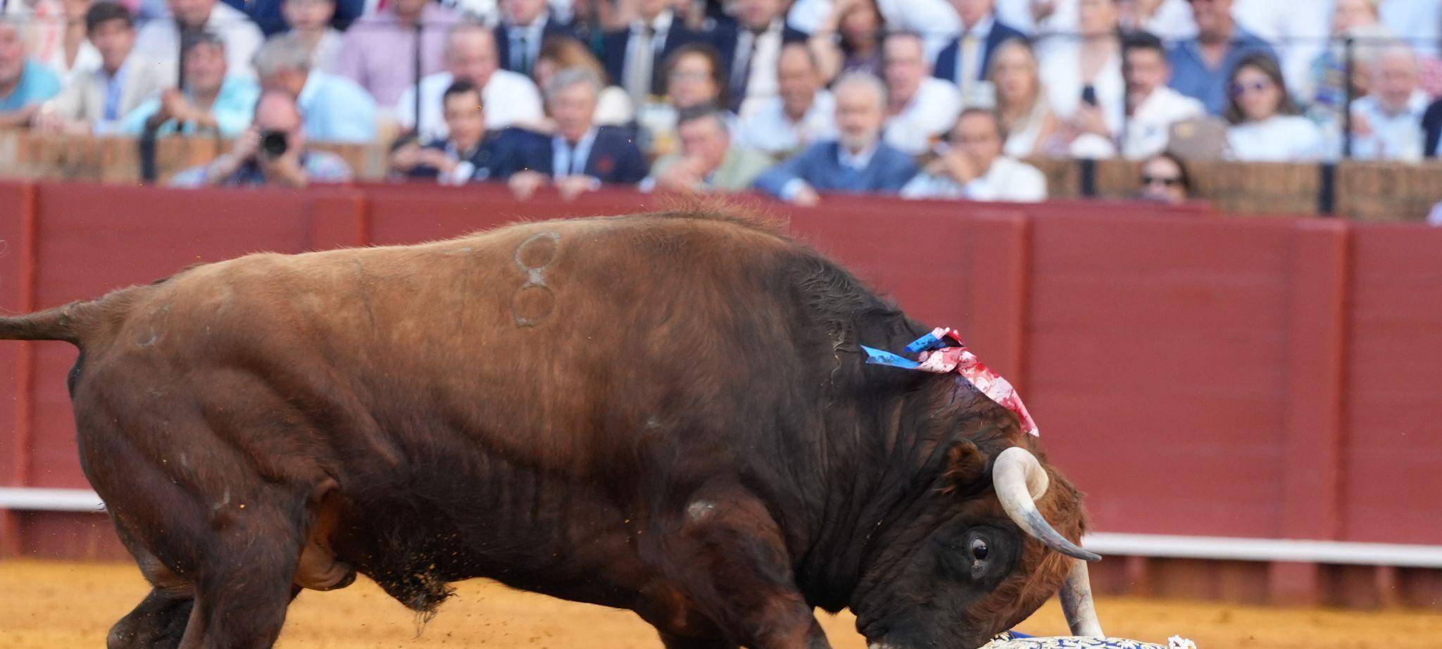 Stierkampf in der Maestranza in Sevilla