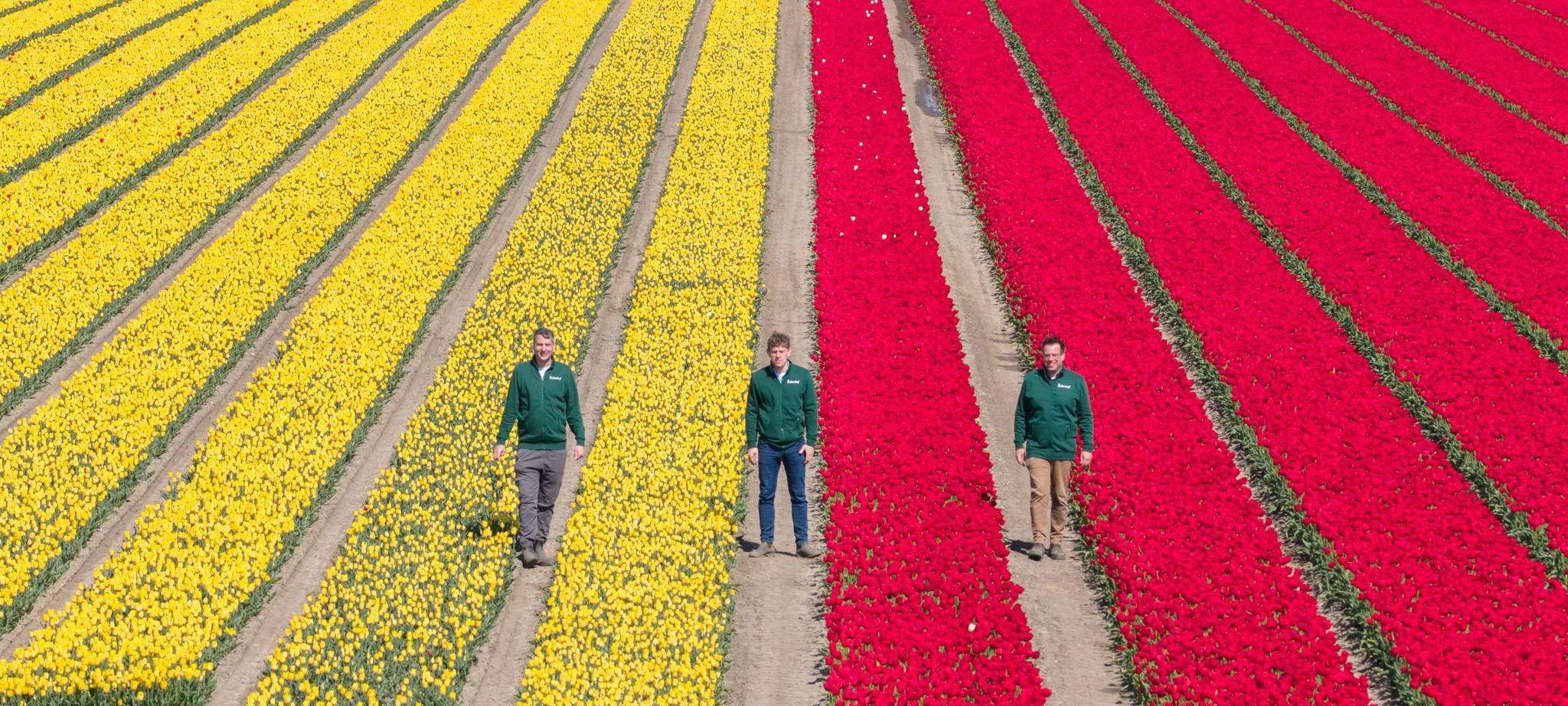 Millionen Tulpen wachsen im Landkreis Gifhorn