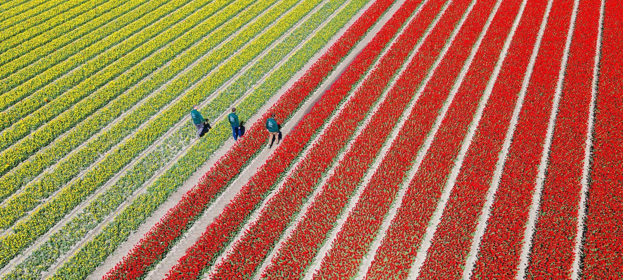 Millionen Tulpen wachsen im Landkreis Gifhorn