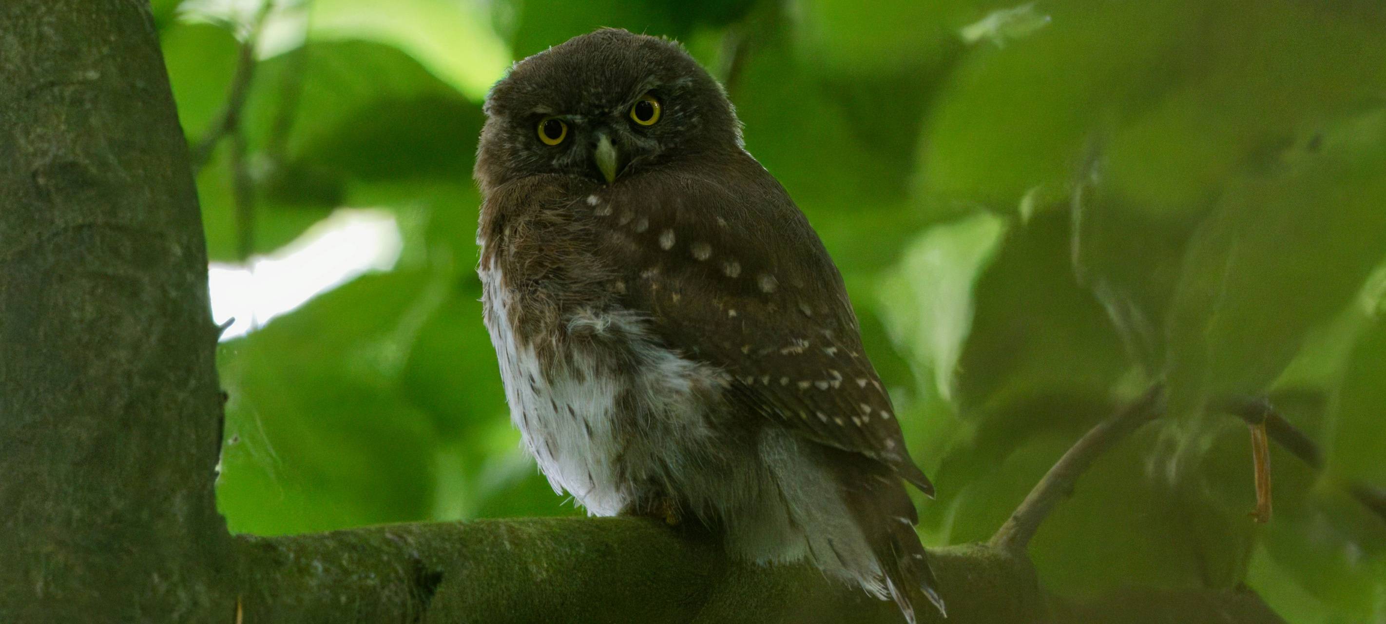 Seltene Vögel auf Borkenkäferflächen