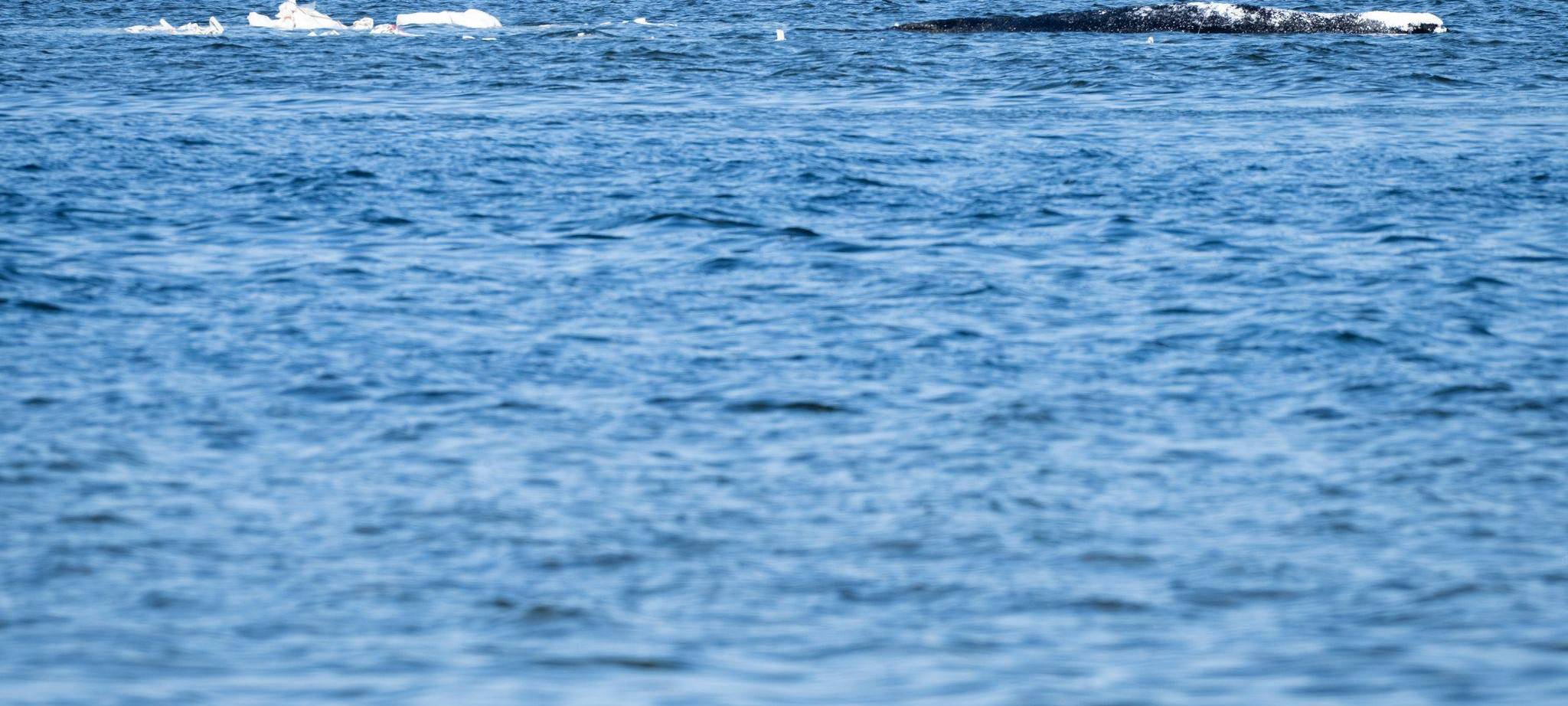 Weitere Entwicklung zum Buckelwal in der Ostsee