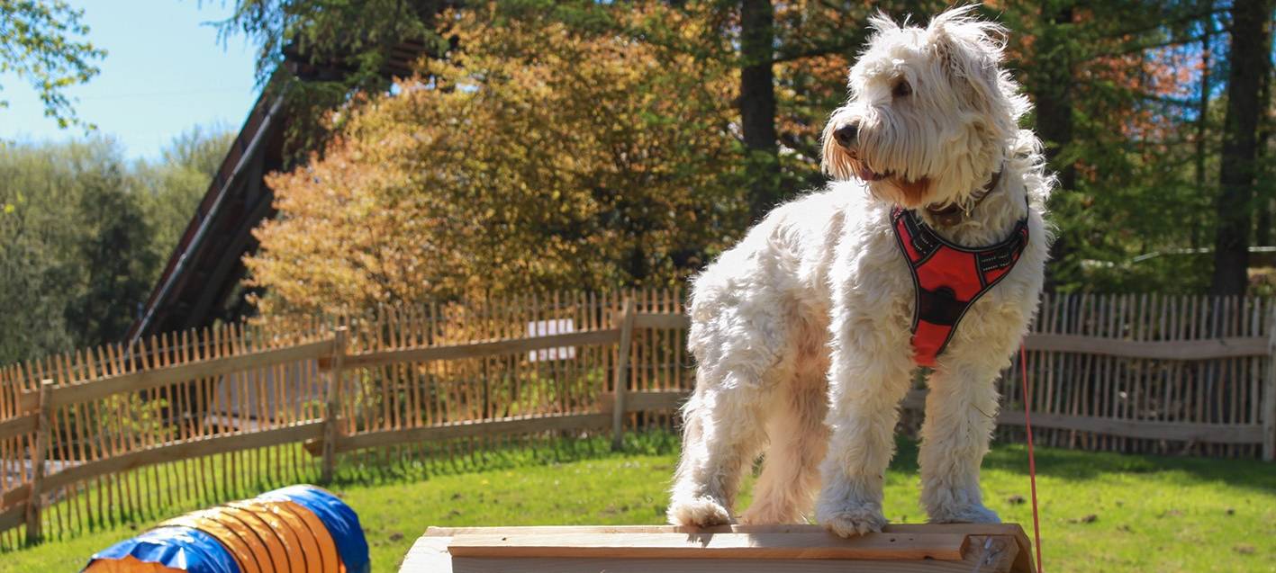 Fort Fun eröffnet Speed Dog Arena