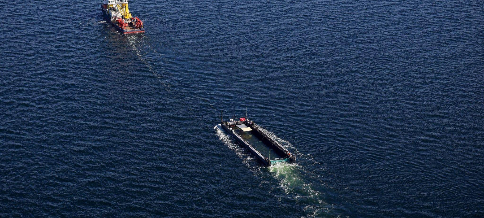 Weitere Entwicklung zum Buckelwal in der Ostsee