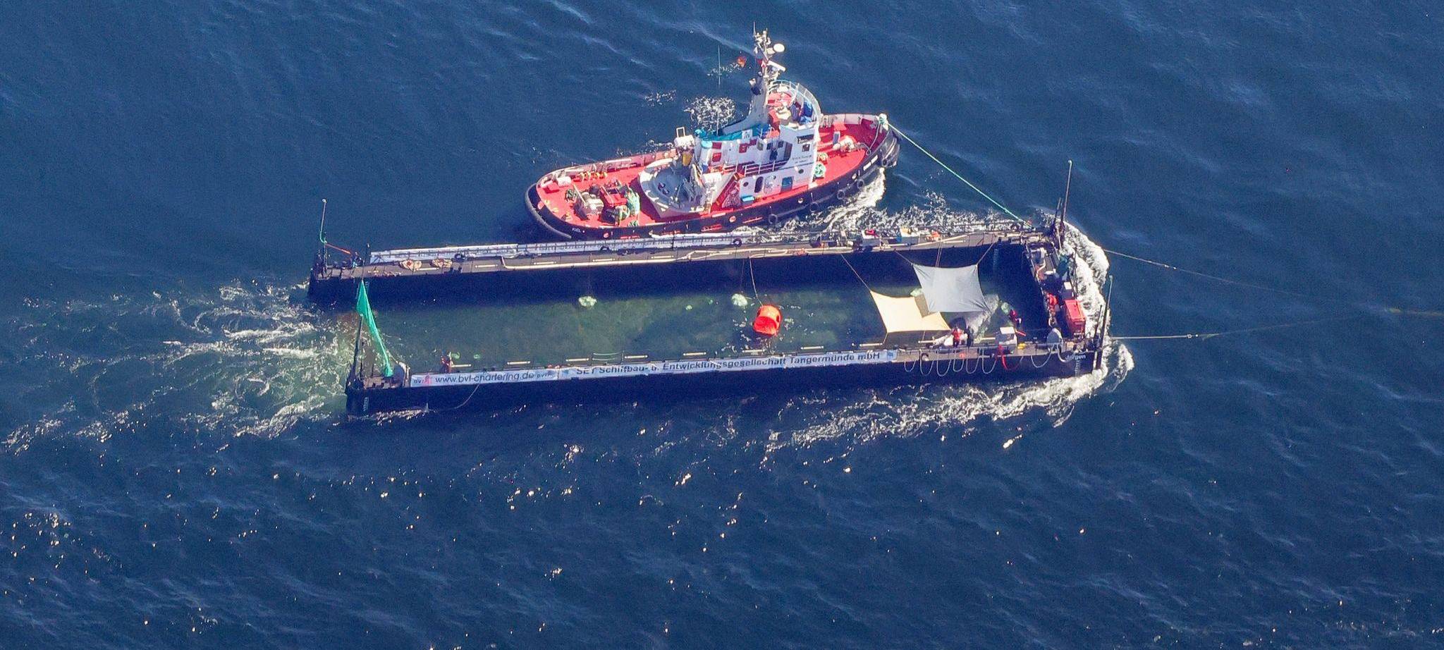 Weitere Entwicklung zum Buckelwal auf dem Weg aus der Ostsee