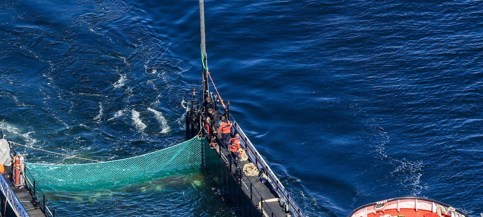 Weitere Entwicklung zum Buckelwal auf dem Weg aus der Ostsee