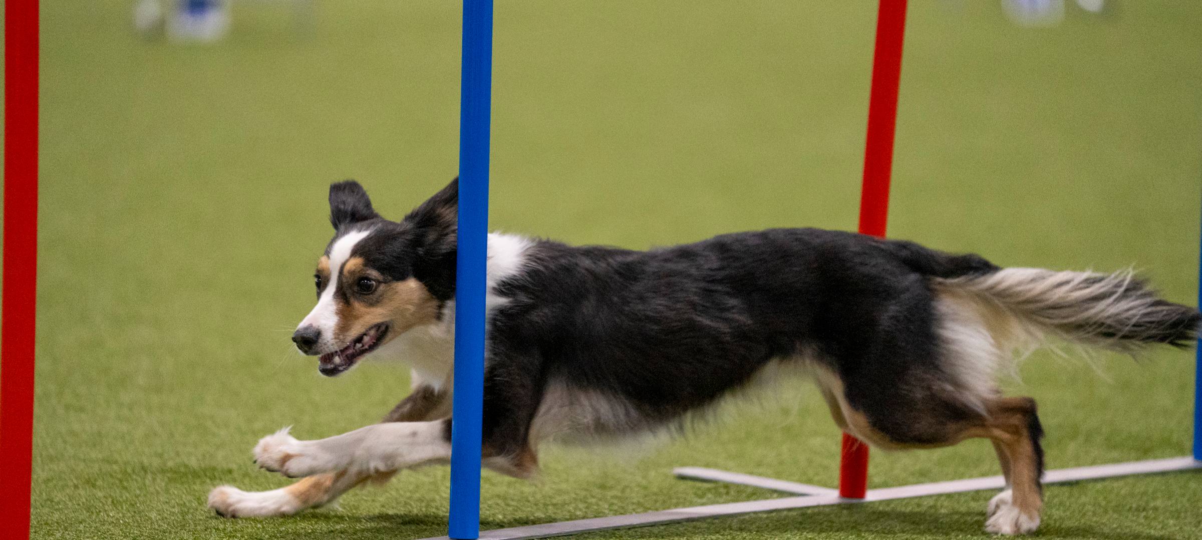 Tausende Hunde bei Dogs & Fun erwartet