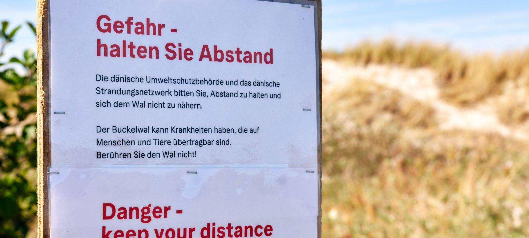 Toter Wal vor dänischer Insel Anholt