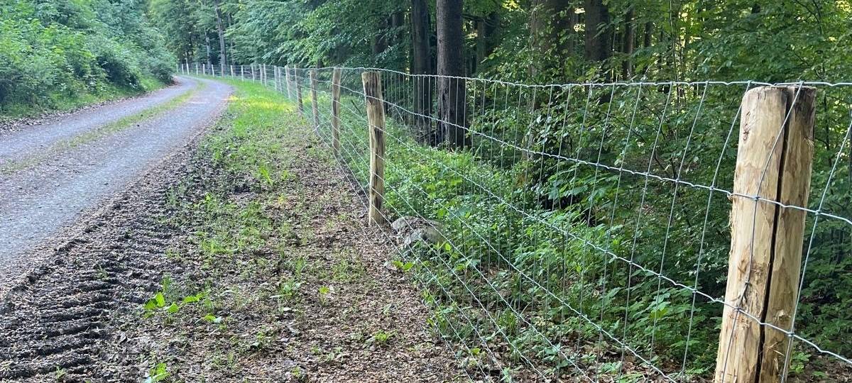 Afrikanische Schweinepest: Schutzzäune an Wegen