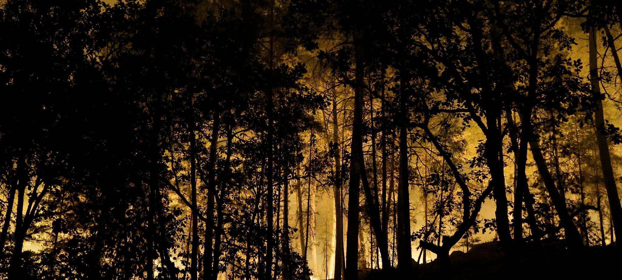 Feuer im Wald von Fontainebleau