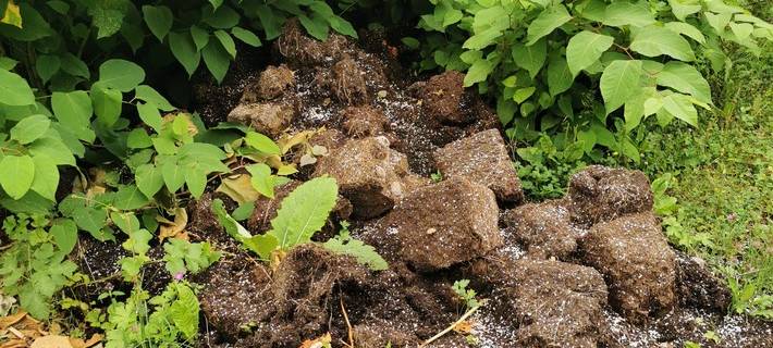 Wurzelballen von Cannabis-Pflanzen