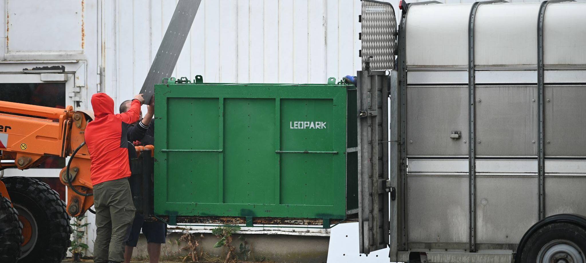 Pfleger stirbt nach Tigerangriff nahe Leipzig – Ermittlungen