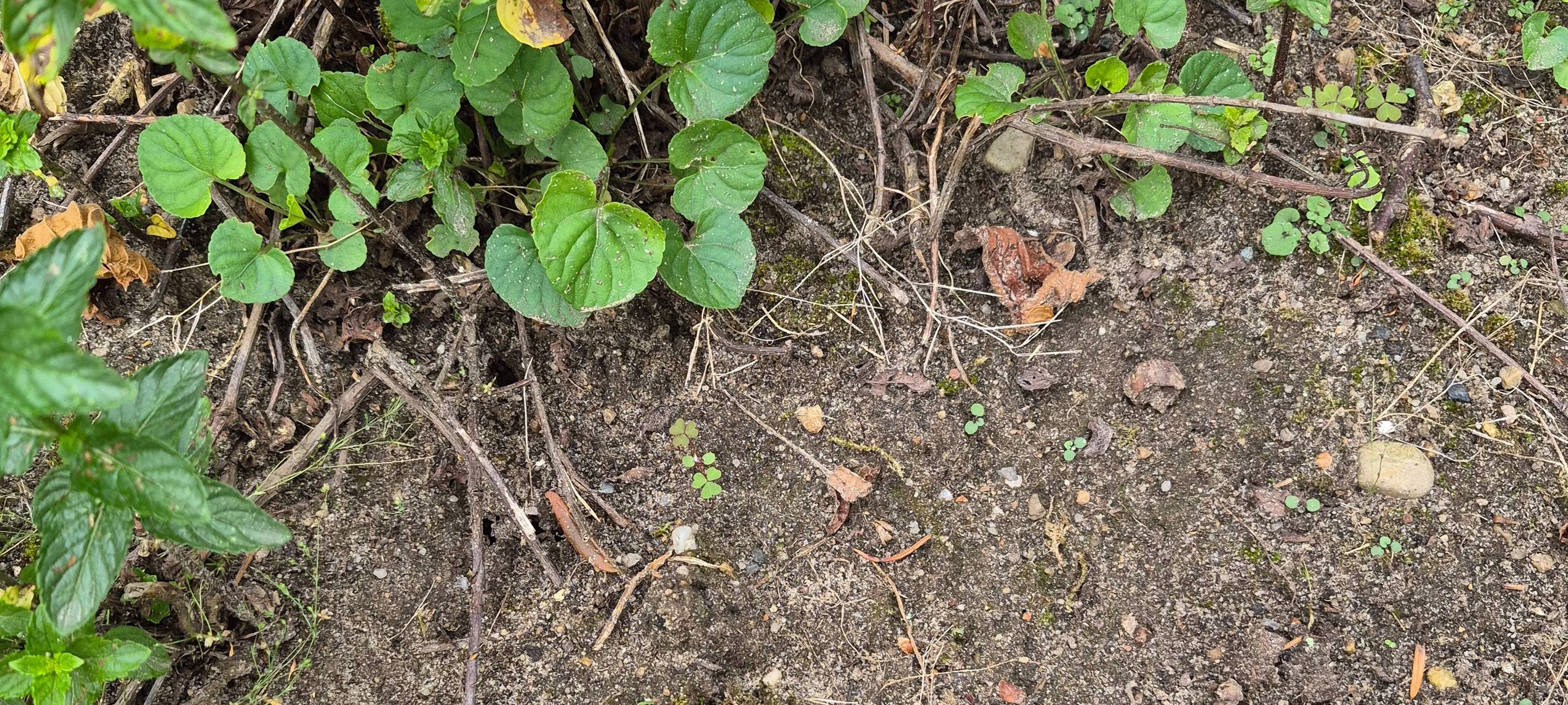 Austausch von bleibelasteten Böden in Brilon