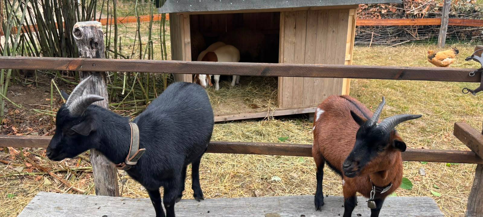 Zum Nachhören: Nordhang Jause in Winterberg