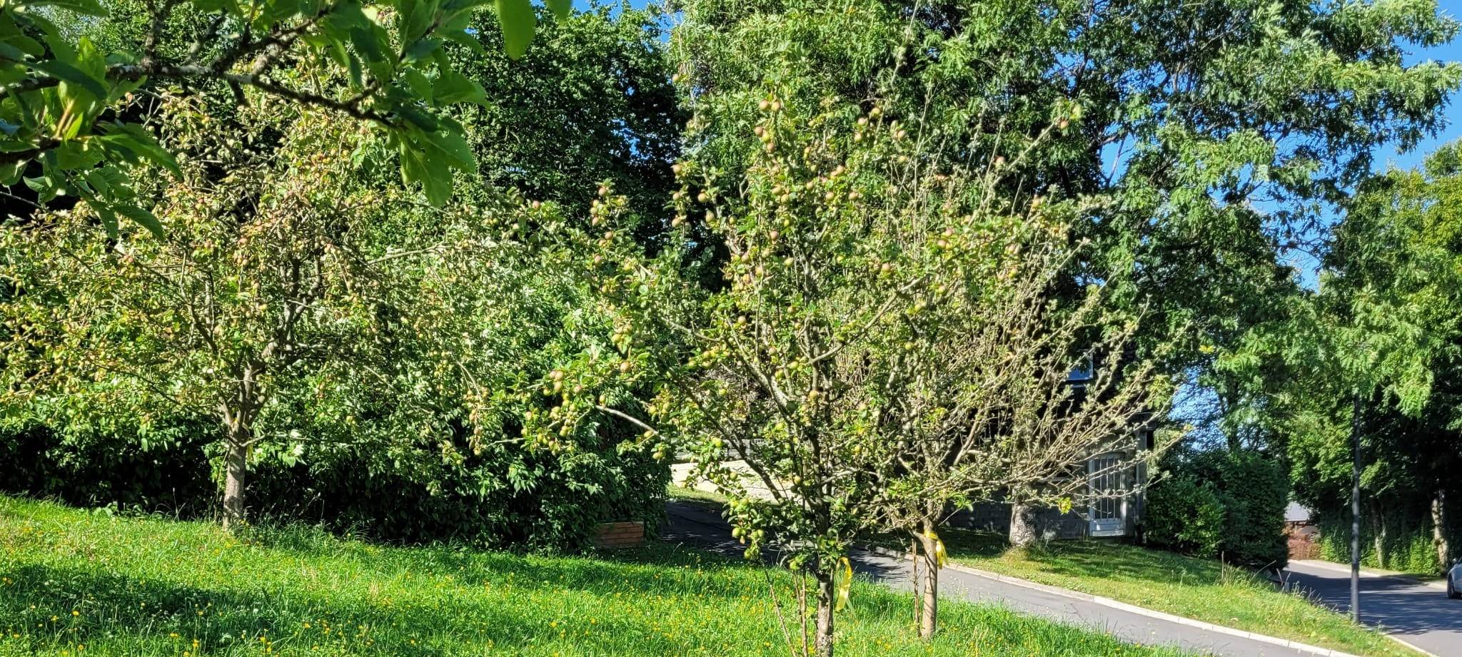 Kostenlos Obst ernten im Sauerland