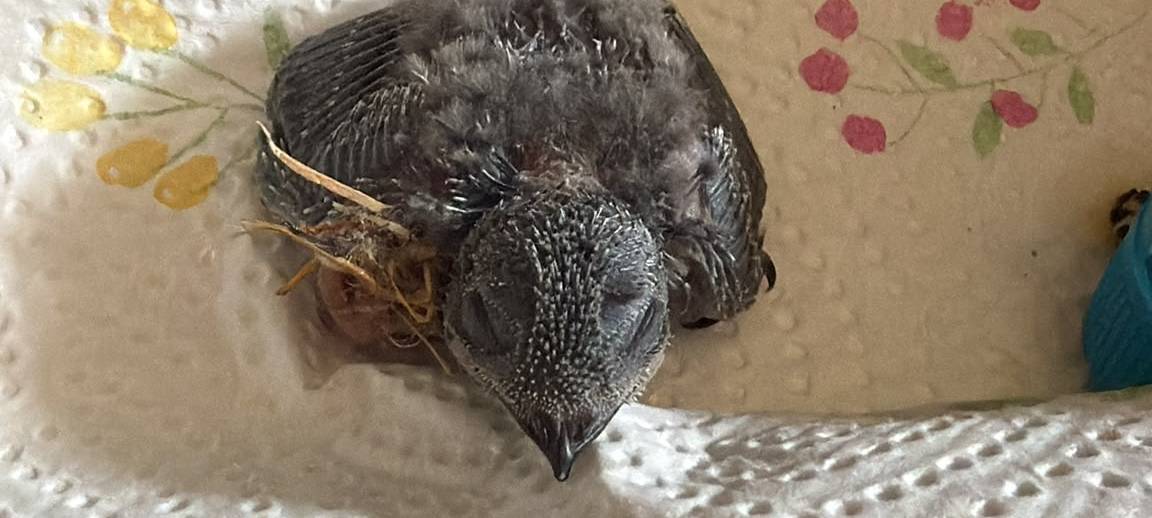 Zum Nachhören: Hilfe für Sauerländer Hitze-Vögel