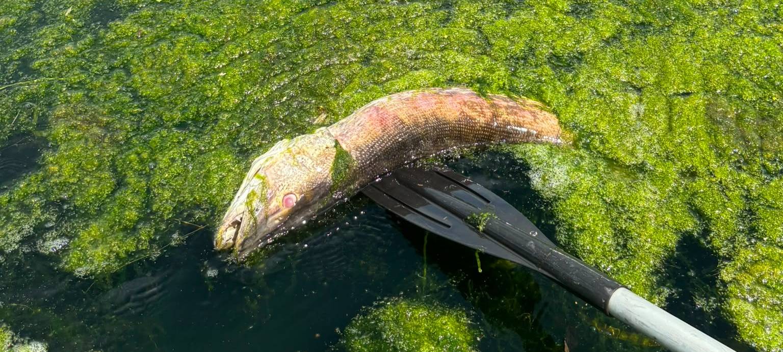 Wegen Hitze: Angeln auf Raubfische schnell einstellen