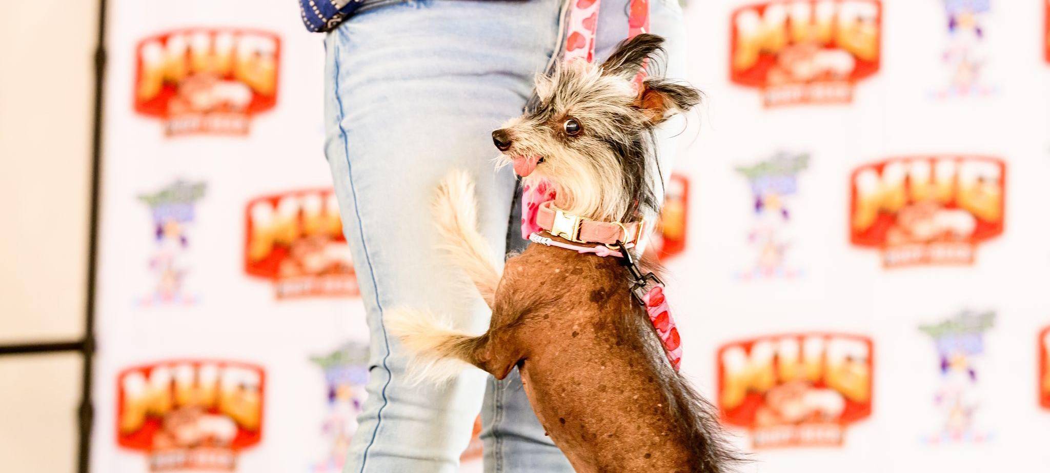 Hässlichster Hund Wettbewerb