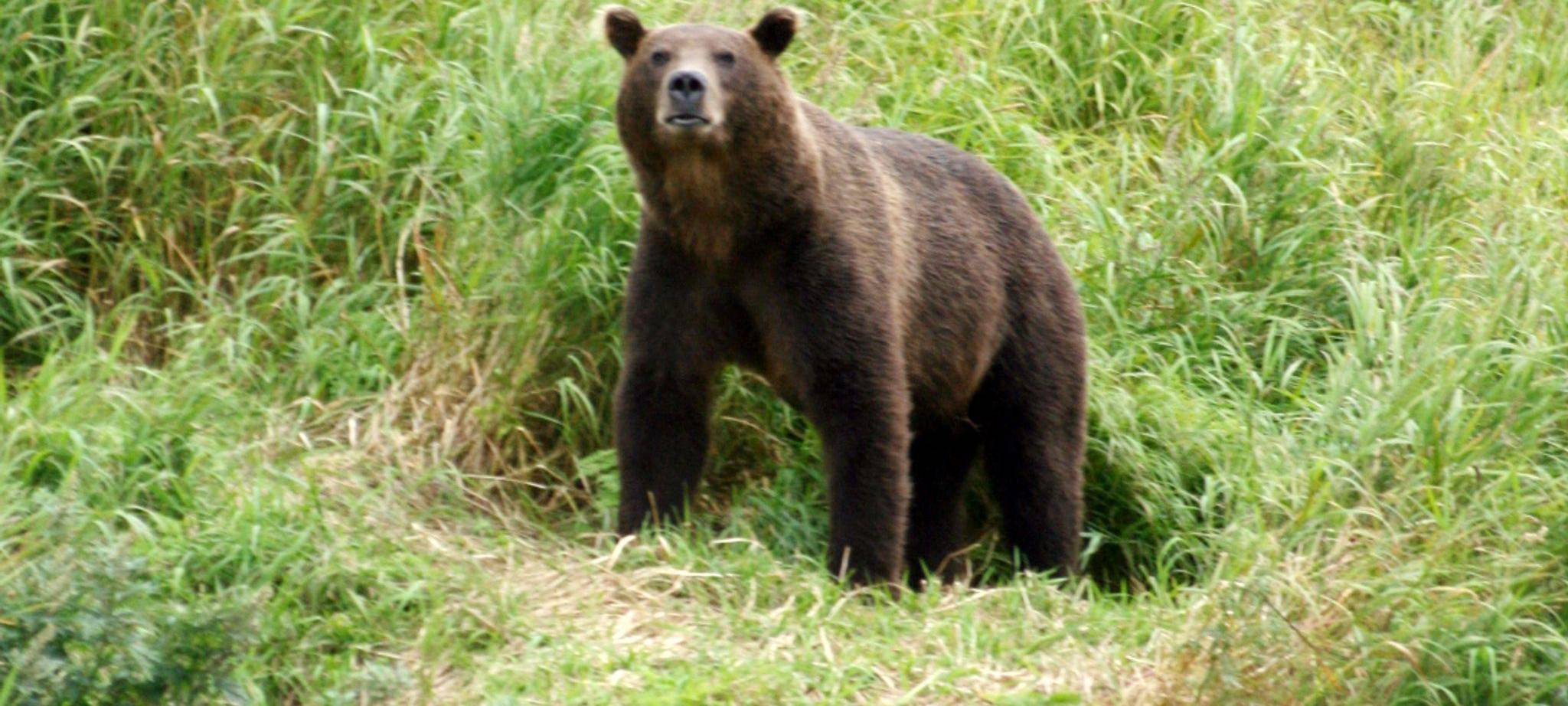 Kamtschatka-Braunbär