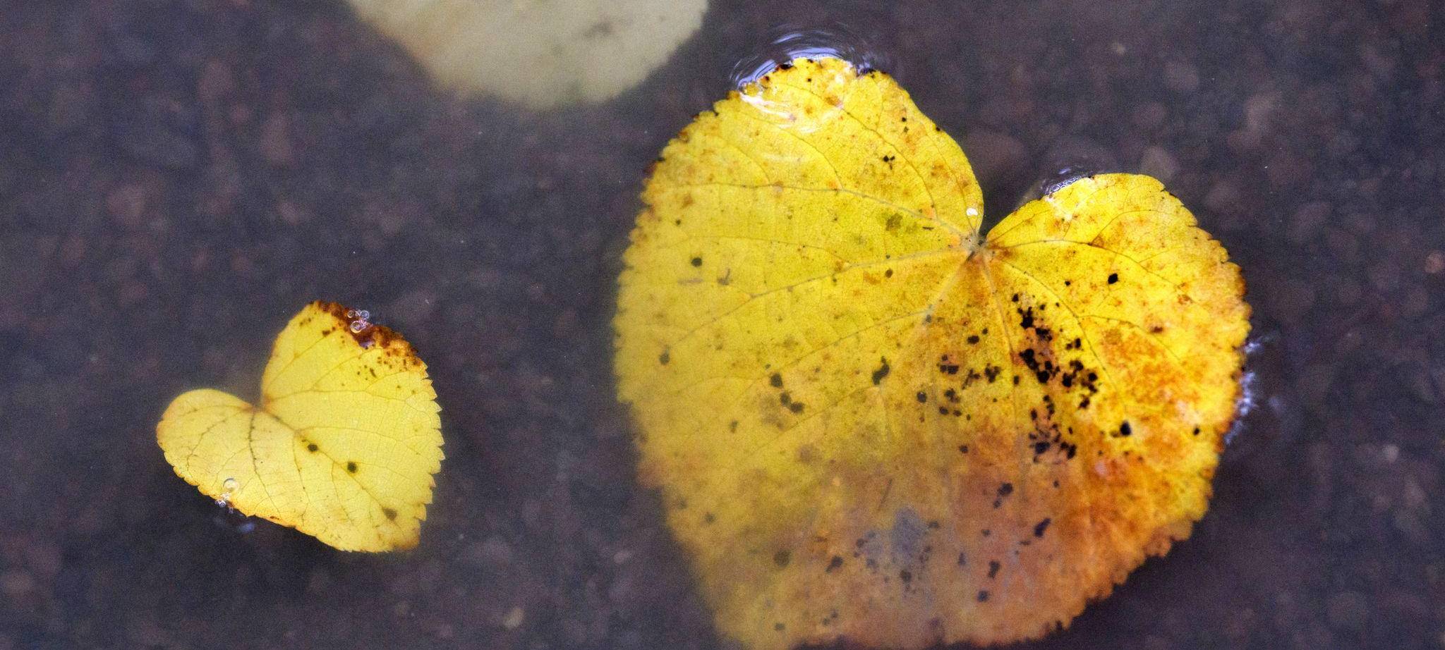 Herbst