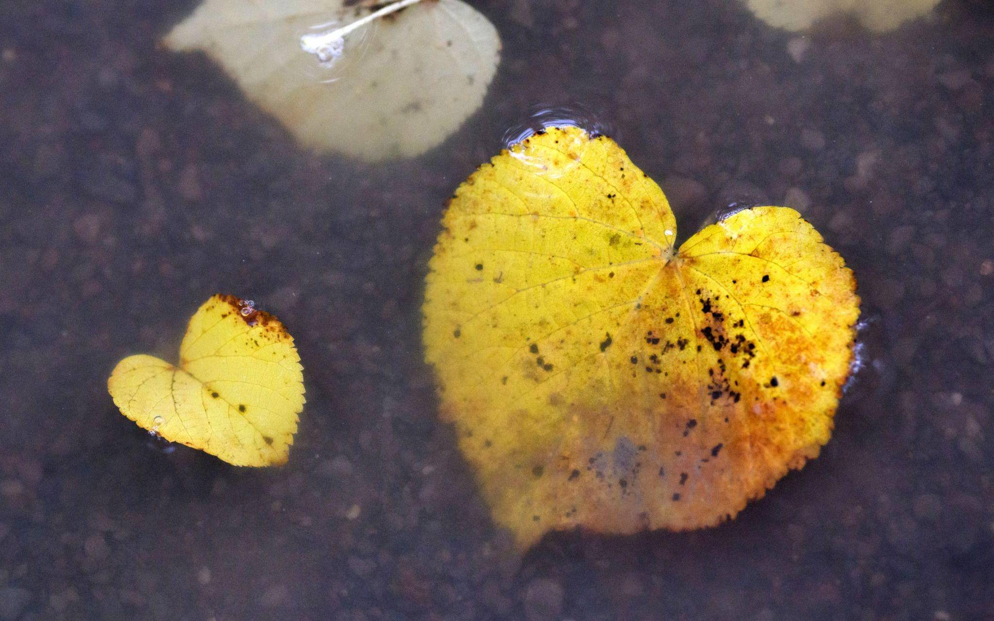 Herbst