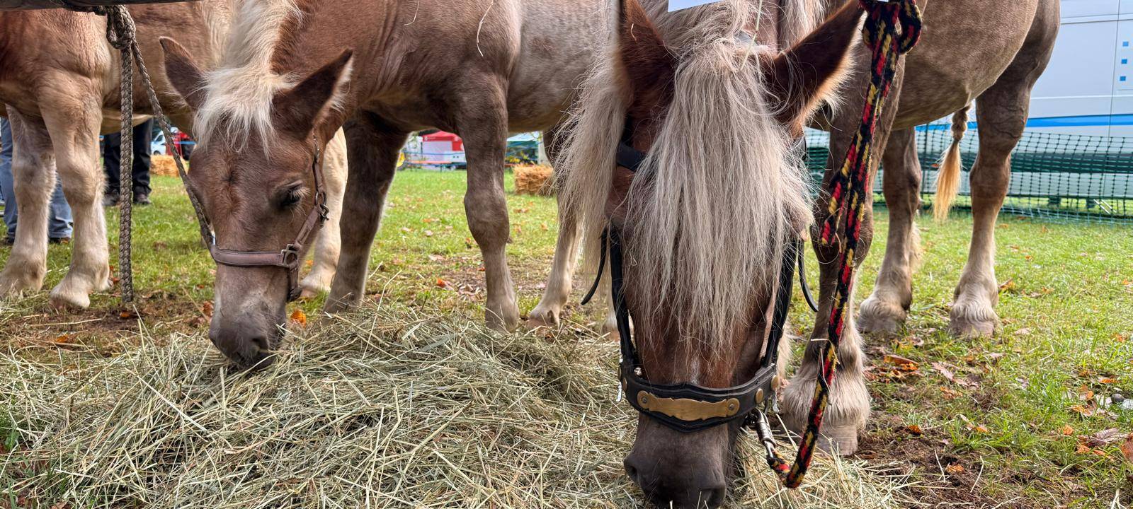 Zum Nachhören: Tierschau in Hüsten