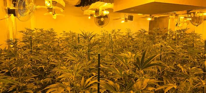 Cannabis-Plantage