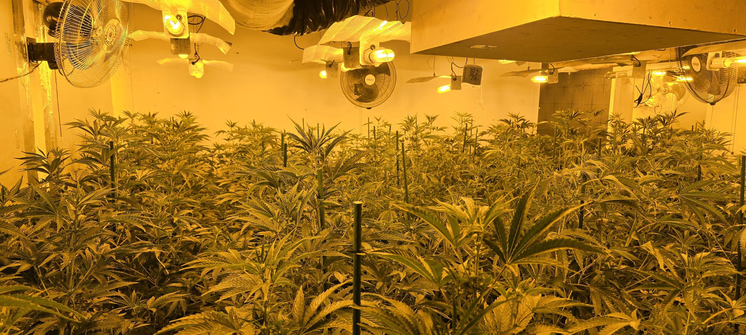 Cannbis-Plantage in Winterberg-Langewiese