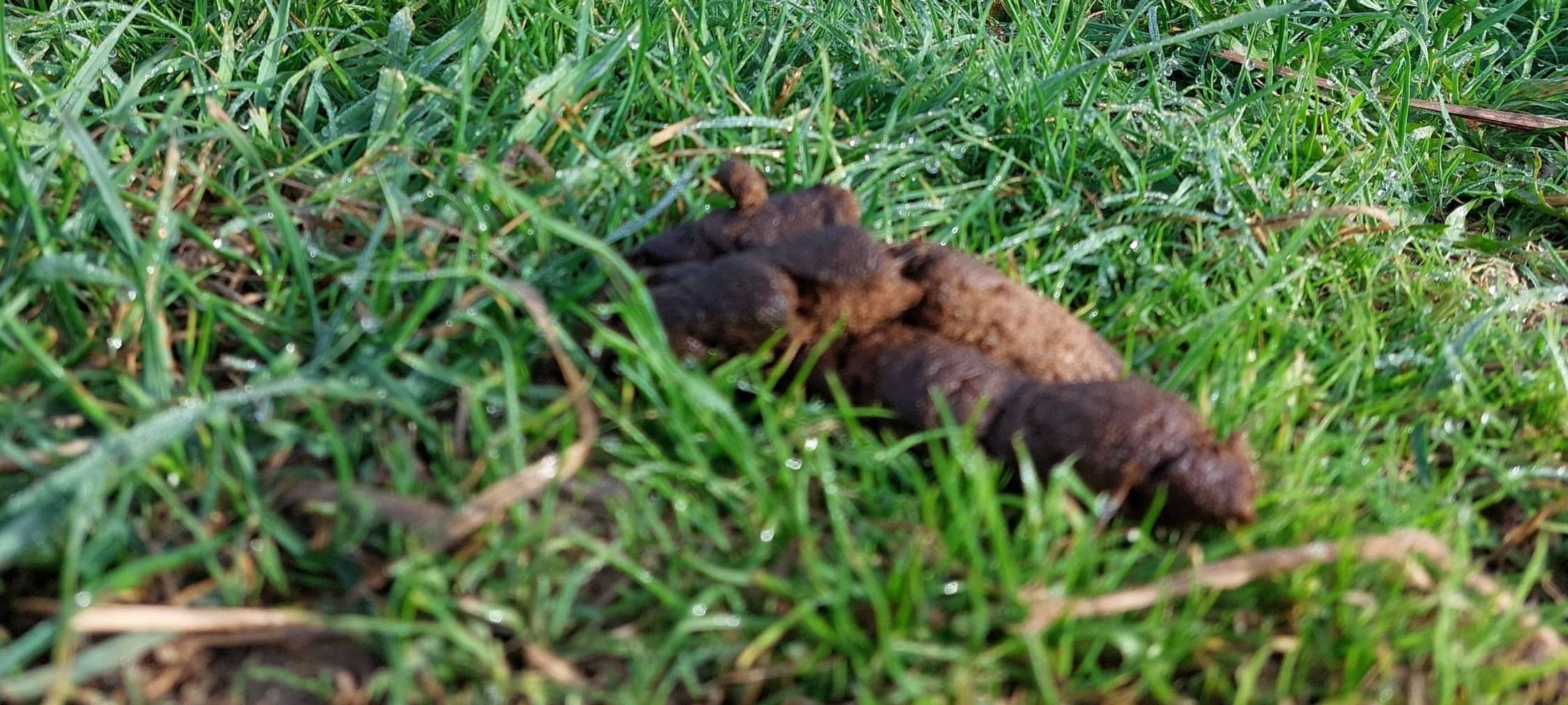 Ruhraue im Hennenohl leidet unter Kot und Müll