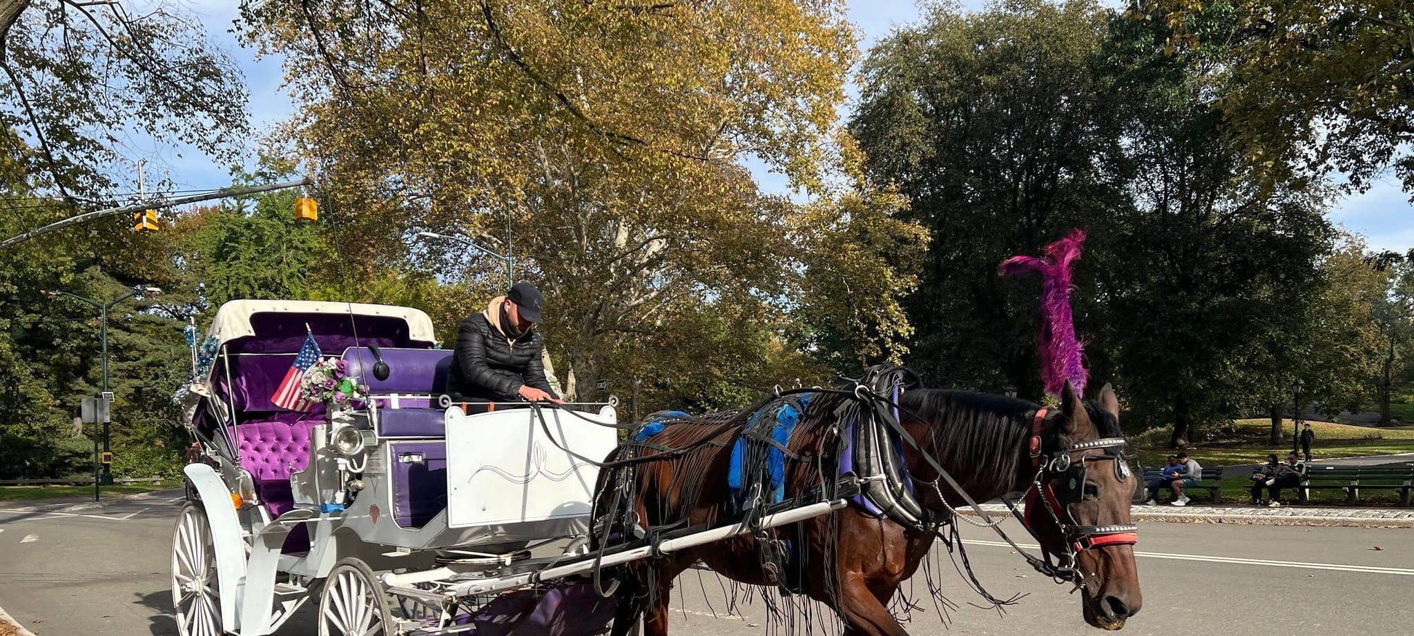 Kutsche im Central Park